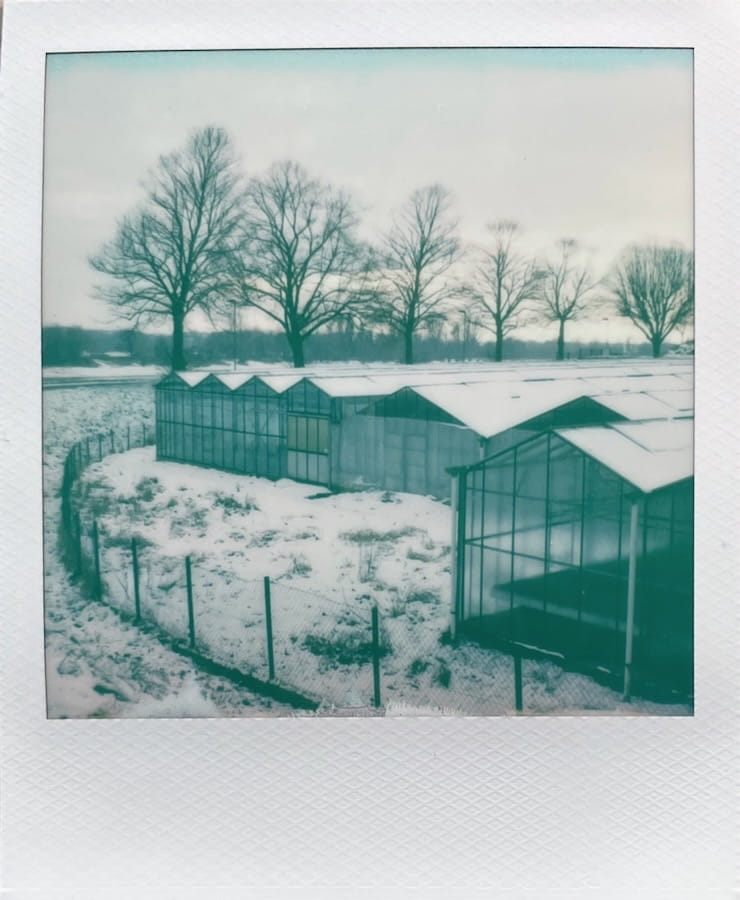 Multiple greenhouses with snow on the roof. A fence in the foreground, trees in the background. Everything is covered in snow.