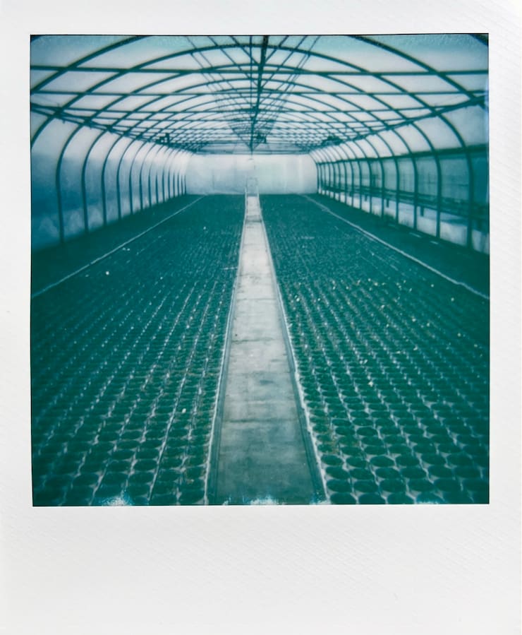 Inside a greenhouse with a narrow path in the middle and small
      plants in pots to either side.