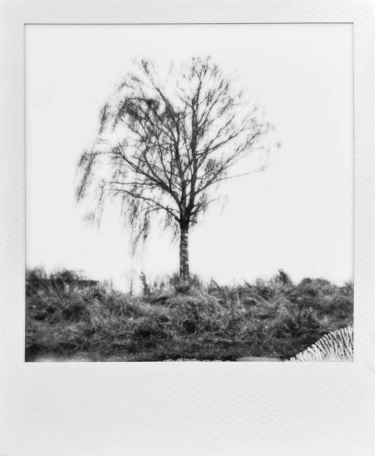 A leafless tree in front of a white background.