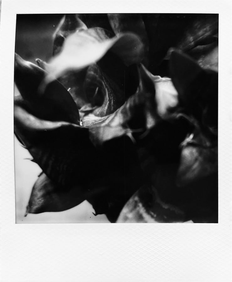 A black and white image of a small plant, shot from overhead, looking fairly abstract.