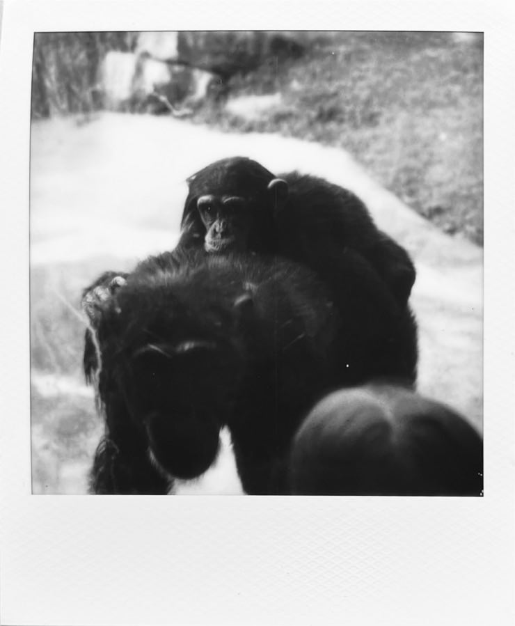 “A b&w image of a chimpanzee child on the back of its mother.”