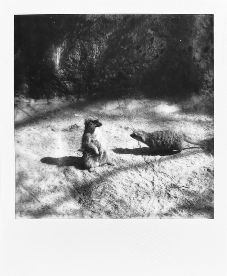A b&w image of a sitting meerkat.