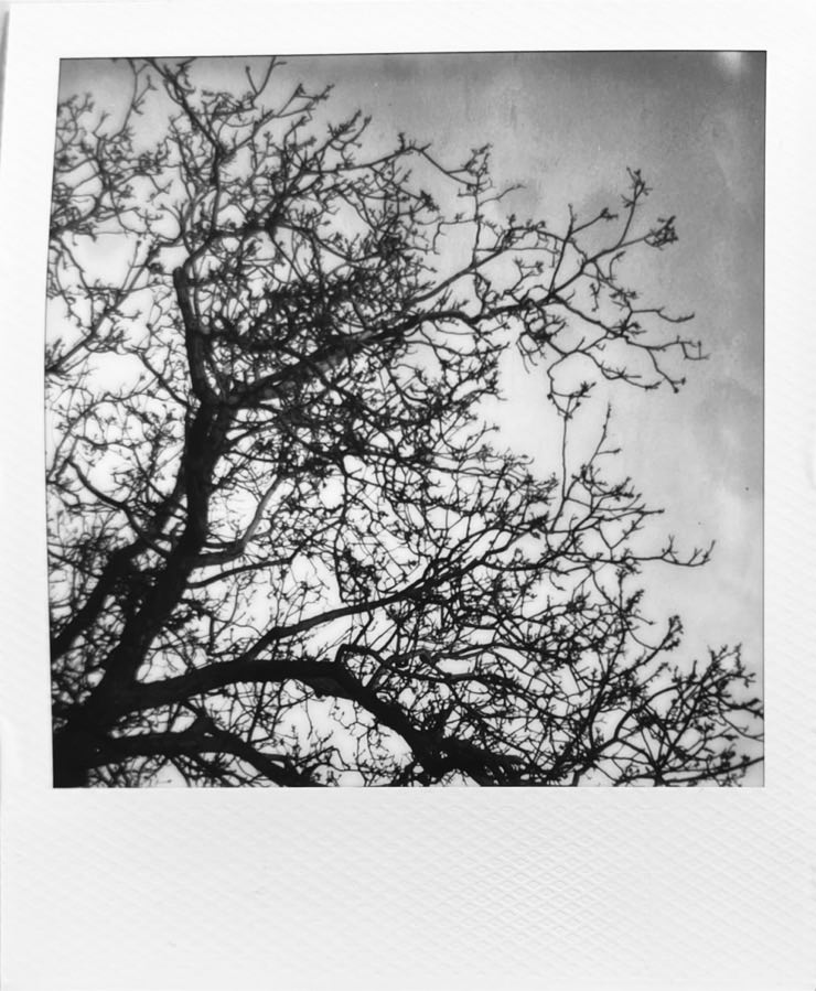 A black and white image of the top of a leafless tree.