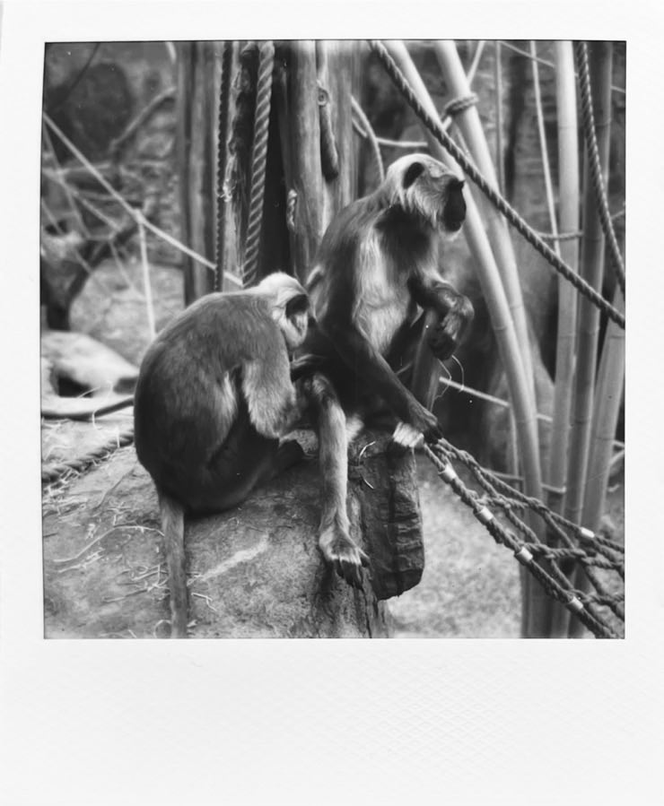 Two monkeys sitting on a ledge next to some ropes.