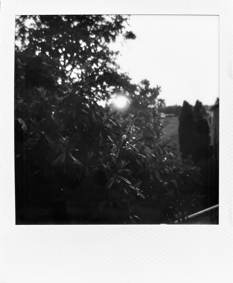 A tree with the setting sun shining through.