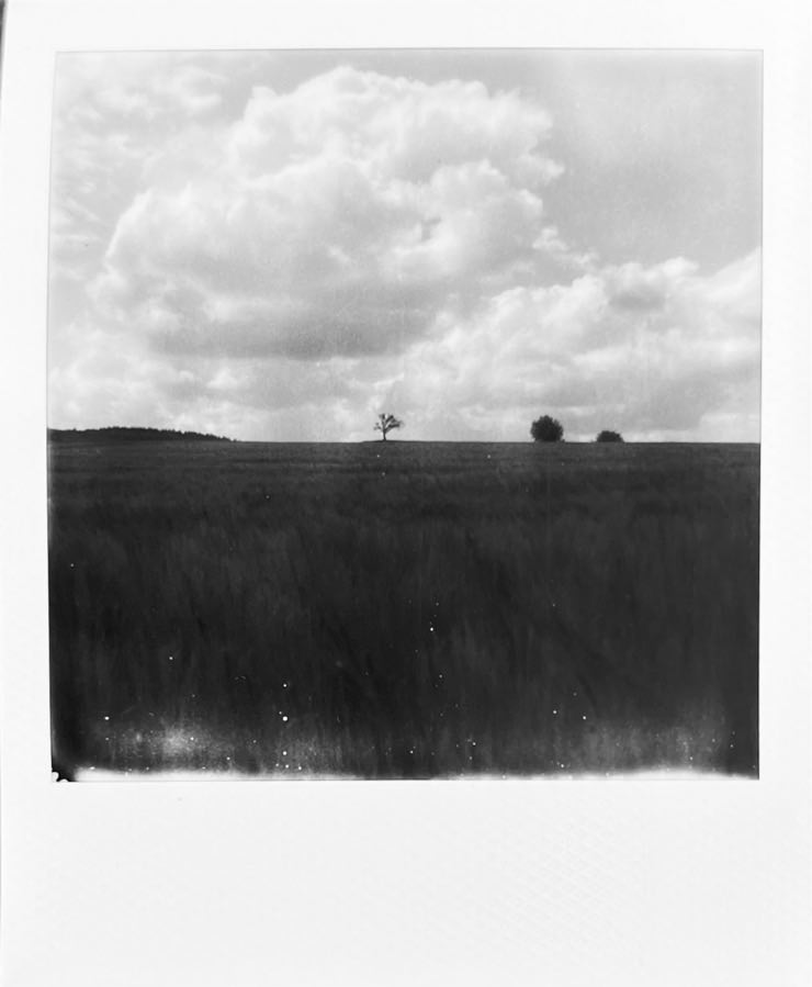 A field with a leafless tree on top and big summer clouds in the sky.