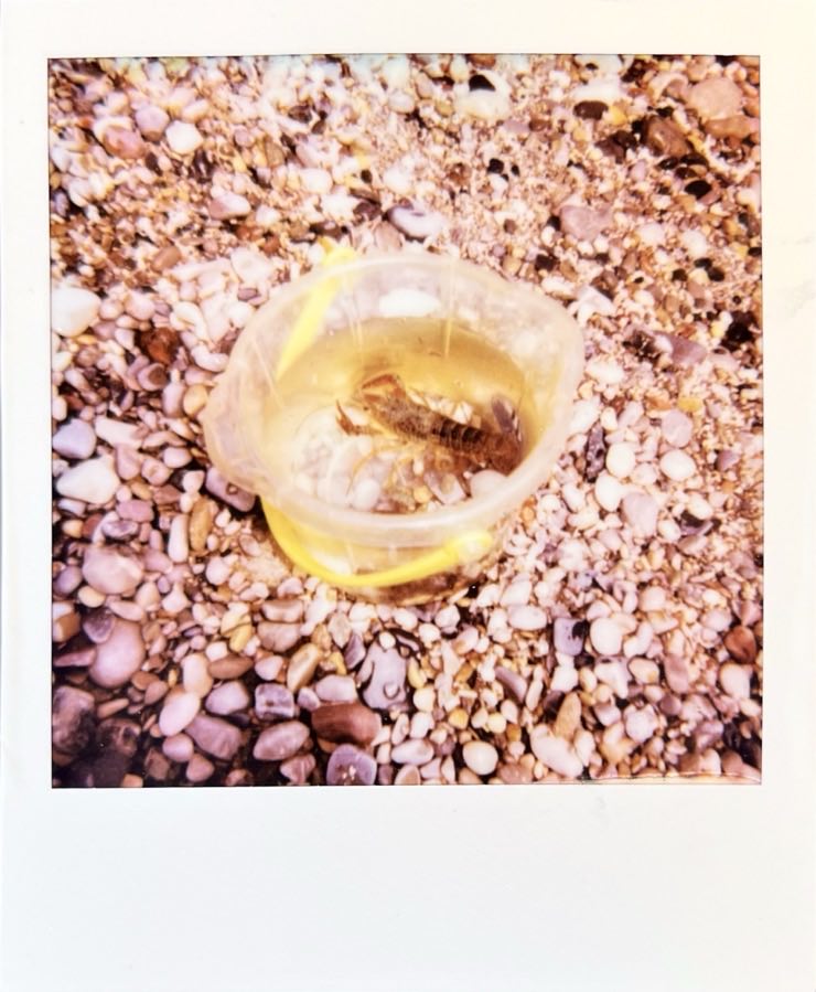 a shrimp in a small bucket of water